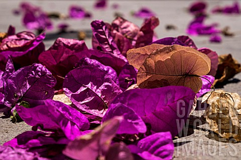 BOUGANVILLEA_LEAVES_ON_THE_GROUND