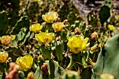 OPUNTIA FICUS INDICA, PRICKLY PEAR CACTUS