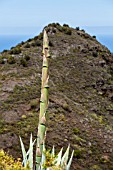 AGAVE AMERICANA FLOWER STALK, TENERIFE, CANARY ISLANDS, SPAIN