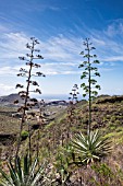 AGAVE AMERICANA FLOWER STALK, TENERIFE