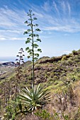 AGAVE AMERICANA FLOWER STALK, TENERIFE