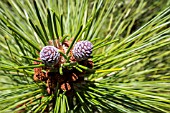 PINUS CANARIENSIS