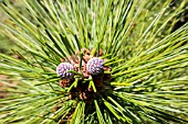 PINUS CANARIENSIS