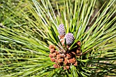 PINUS CANARIENSIS