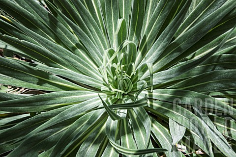 ECHIUM_WILDPRETII