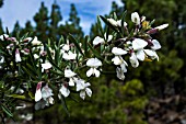 CYTISUS PROLIFERUS