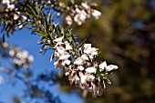 CYTISUS PROLIFERUS