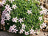 ARENARIA PURPURASCENS