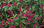 HEBE,  WIRI CHARM,  FLOWERS AND FOLIAGE