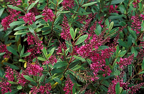 _HEBE__WIRI_CHARM__FLOWERS_AND_FOLIAGE