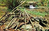 GUNNERA LEAVES FOLDED OVER THE CROWN FOR PROTECTION