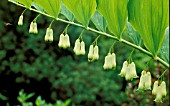 POLYGONATUM X HYBRIDUM,   (SYN. MULTIFLORUM)  SOLOMONS SEAL,  FLOWERS