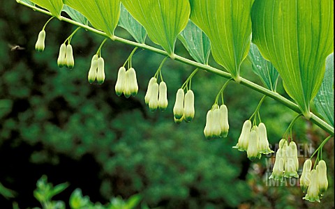 _POLYGONATUM_X_HYBRIDUM___SYN_MULTIFLORUM__SOLOMONS_SEAL__FLOWERS