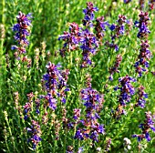 HYSSOPUS OFFICINALIS SUBSP. ARISTATUS, (ROCK HYSSOP)