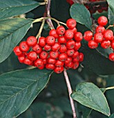 COTONEASTER x WATERERI JOHN WATERER (AGM), SHOWING BERRIES