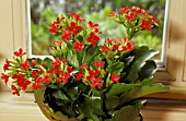 KALANCHOE HOUSEPLANT WITH RED FLOWERS.