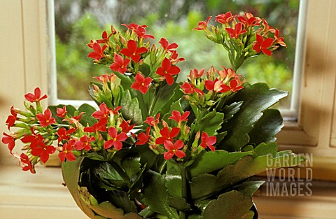 KALANCHOE_HOUSEPLANT_WITH_RED_FLOWERS