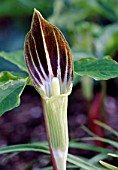 ARISAEMA AMURENSE