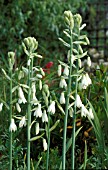 GALTONIA VIRIDIFLORA,   SUMMER HYACINTH,  FLOWERS