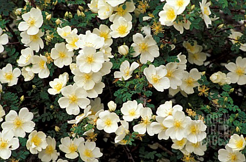 ROSA_PIMPINELLIFOLIA_DUNWICH_ROSE