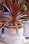 CORDYLINE AUSTRALIS RED STAR IN CONTAINER, WRAPPED IN BUBBLEWRAP