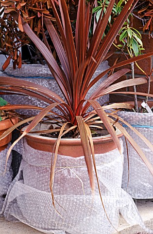 CORDYLINE_AUSTRALIS_RED_STAR_IN_CONTAINER_WRAPPED_IN_BUBBLEWRAP