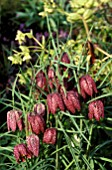 FRITILLARIA MELEAGRIS