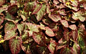 EPIMEDIUM PINNATUM COLCHICUM