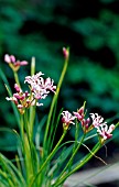 NERINE MASONIORUM,  MASONS NERINE (ENDANGERED SPECIES)