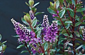 HEBE,  AUTUMN GLORY,  FLOWER SPIKES