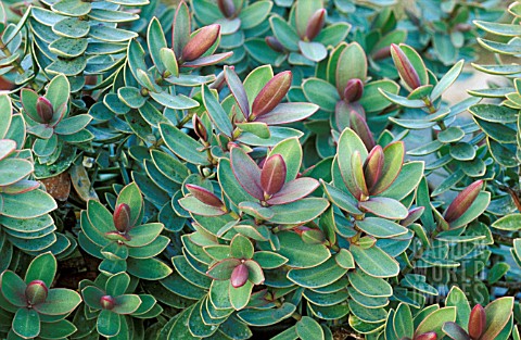 _HEBE__RED_EDGE__SPRING_FOLIAGE_COLOUR