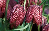 FRITILLARIA MELEAGRIS CLOSE UP OF FLOWERS