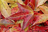 ACER BUERGERIANUM LEAVES IN AUTUMN