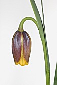 FRITILLARIA UVA VULPIS