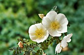 ROSA PIMPINELLIFOLIA DUNWICH ROSE