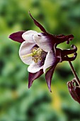 AQUILEGIA CLEMATIFLORA VAR. STELLATA NORA BARLOW