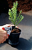 TRAINING A HEBE RIGIDULA STANDARD,  YEAR 1,  REMOVING LOWER BRANCHES