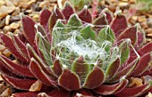 SEMPERVIVUM,  KING GEORGE,  PLANT