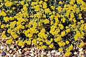 ALYSSUM SERPYLLIFOLIUM,  THYME LEAVED ALISON