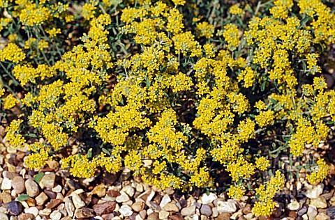 ALYSSUM_SERPYLLIFOLIUM__THYME_LEAVED_ALISON