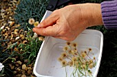 COLLECTING SEEDSSEEDHEADS IN BOWL