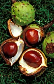 AESCULUS HIPPOCASTANUM,  CONKERS, AUTUMN