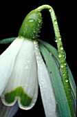 GALANTHUS NIVALIS,  VIRIDAPICIS,   COMMON SNOWDROP,   DEW ON FLOWER