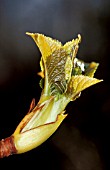 HYDRANGEA PETIOLARIS,  BUD