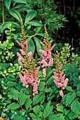 ASTILBE CHINENSIS PUMILA,  PINK, FLOWERS