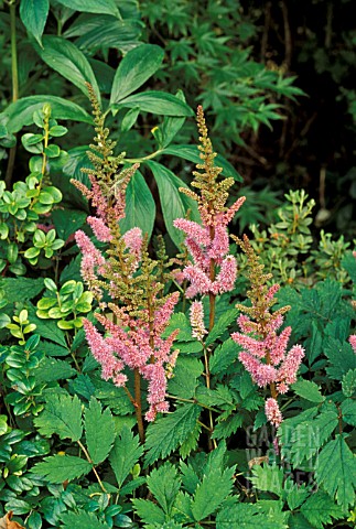 ASTILBE_CHINENSIS_PUMILA__PINK_FLOWERS