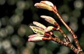 ACER GROSSERI,  VAR. HERSII,  OPENING BUDS