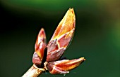 ACER PLATANOIDES,  CRIMSON SENTRY,  BUDS