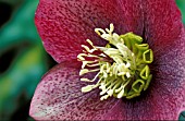 HELLEBORUS HYBRIDUS FLOWER