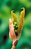 ACER GROSSERI,  VAR. HERSII,  BUD